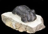 Bargain, Paralejurus Trilobite #43470-1